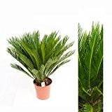 Cycas Revoluta 70cm +/- ,Palmfarn - Sagopalme, Topfgröße 15 cm