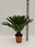 Cycas Revoluta 80cm +/- ,Palmfarn - Sagopalme, Topfgröße 25 cm