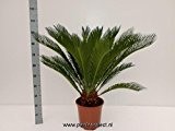 Cycas Revoluta 90cm +/- ,Palmfarn - Sagopalme, Topfgröße 27 cm