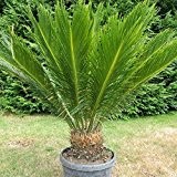Cycas revoluta Riesiger Palmfarn Zimmerpalmfarn Büropalme Gartenpalme ca. 100-110 cm Gesamthöhe