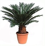 Cycas revoluta Zimmer Palmfarn Sagopalme Zimmerpalme ca 60-70 cm. Höhe