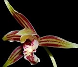 Cymbidium ensifolium - Orchideen - 100 Samen