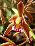 Cymbidium finlaysonianum - Orchideen - 100 Samen