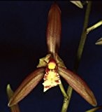Cymbidium sinense - Orchideen - 100 Samen