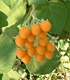 Cyphomandra abutiloides - Zwergbaum-Tomate - 20 Samen