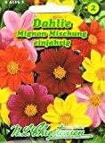 Dahlie Mignon-Mischung Dahlia variabilis