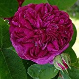 Damaszenerrose "Rose de Resht" - (wurzelnackte Pflanze)