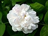 Damaszenerrose "Weiße Jacques Cartier" - (wurzelnackte Pflanze)