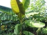 Darjeeling Banane - Musa sikkimensis (Manipur) - 10 Samen -