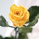 Das Geschenk zum Geburtstag - Amorosa - Eine echte, konservierte Rose, die nicht verblüht. Blütenfarbe gelb