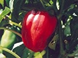 Das wohl beliebteste milde (süße) Paprika - Californian wonder - 30 Samen