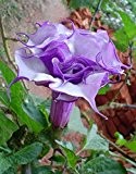 Datura purple queen double - Engelstrompete - Stechapfel - 15 Samen
