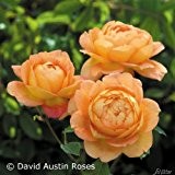David Austin-Rose 'Lady of Shalott®' - AGM-Rose
