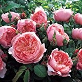 David Austin-Rose 'The Alnwick Rose®'