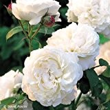 David Austin-Rose 'Winchester Cathedral®'