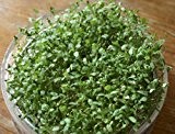 De Bolster Keimsprossen Alfalfa Samen 1 Tüte (50g) ausreichend für ca. 1,0 M²