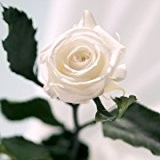 Decoflorales® - Das Geschenk zum Muttertag - Eine echte, konservierte Rose, die nicht verblüht. Blütenfarbe weiß