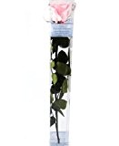 Decoflorales® - Das Geschenk zum Muttertag - Eine echte, konservierte Rose, die nicht verblüht. Blütenfarbe rosa