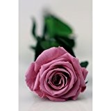 Decoflorales® - Eine echte, konservierte Rose, die nicht verblüht.