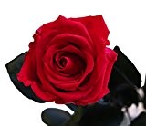 Decoflorales® - Eine echte, konservierte Rose. Haltbare Rose. Unvergängliche Rose. Ewig blühende Rose. (Stiellänge 55 cm, Blütenfarbe Rot)