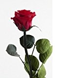 Decoflorales® - Eine echte, konservierte Rose. Unvergängliche Rose. Haltbare Rose. Ewig blühende Rose.