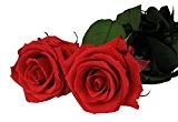 Decoflorales® - Haltbare, konservierte Rose - Eine echte, ewig blühende Rose - Blütenfarbe rot