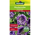 Dehner Blumen-Saatgut, Glockenrebe "Violettkönigin", 5er Pack (5 x 2.5 g)