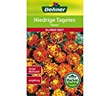 Dehner Blumen-Saatgut, Niedrige Tagetes "Fiesta", 5er Pack (5 x 1.3 g)