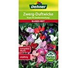 Dehner Blumen-Saatgut, Zwerg-Duftwicke "Knee-Hi Sondermischung", 5er Pack (5 x 4 g)
