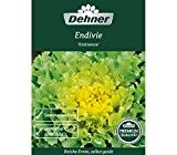 Dehner Premium Gemüse-Saatgut, Endivie "Eminence", 5er Pack (5 x 4 g)