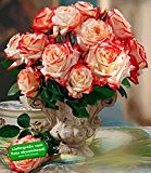 Delbard® Parfum-Rosen 'Impératrice Farah®', 1 Pflanze Duftrosen Edelrose