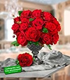 Delbard® Parfum-Rosen 'Le Rouge et le Noir®', 1 Pflanze Duftrosen Edelrose