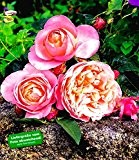 Delbard® Rosen der Liebe 'Dames de Chenonceau®', 1 Pflanze Edelrose
