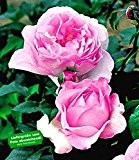 Delbard® Rosen der Liebe 'Souvenir de Louis Amade®', 1 Pflanze Edelrose