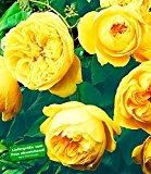 Delbard® Rosen der Liebe 'Souvenir de Marcel Proust®', 1 Pflanze Edelrose