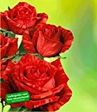Delbard®-Rosen 'Red Intuition®', 1 Pflanze rote Edelrose