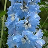 Delphinium - Rittersporn - Pacific Giant - Sky Blue - 15 Samen