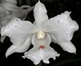 Dendrobium virgineum - Orchideen - 100 Samen