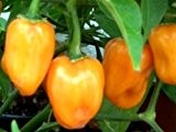 Der Ursprung aller Habaneros - Chili Habanero orange - 20 Samen