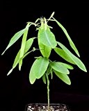 Desmodium gyrans - Codariocalyx motorius - Telegraphenpflanze - absulote Rarität - Bewegungspflanze - 5 Samen