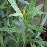 Deutscher Estragon French Terregon - Artemisia dracunculus