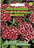 Dianthus barbartus, Bartnelken, Bartnelke, rot mit weißem Auge
