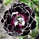 Dianthus 'Black Lace' 20 Samen - Nelke Samn