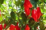 Die heißesten Chilischote - Bhut Jolokia Rot - 10 Feinste Samen