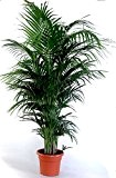 Die schönste Zimmerpalme der Welt ! Howea Forsteriana "Kentia Palme" Anspruchslos von jedermann zu pflegen 1 Pflanze 150-160cm.