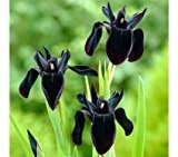 Die Schwertlilien 10 Samen, Iris, Iris chrysographes