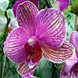Diffenent Mixed Schmetterlingsorchidee Bonsai Blumen Orchidee Samen POT Blume Pflanze GARTEN DIY HOME `` `Hot 10pcs / pack