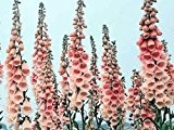 Digitalis - Fingerhut - Apricot - 100 Samen