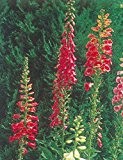 Digitalis purpurea-Roter Fingerhut 1000 Samen