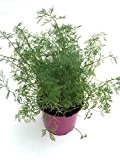 Dill Pflanze, Marktfrische Kräuterpflanze aus Nachhaltigem Anbau ! (Anethum graveolens)